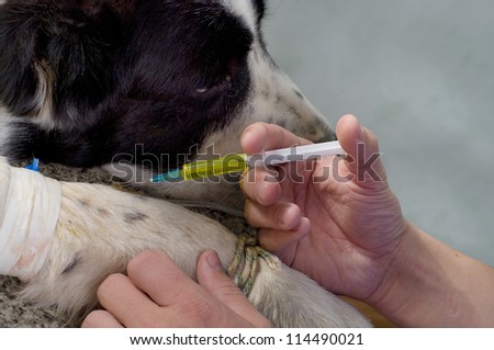 Vet giving injection with syringe to the dog
