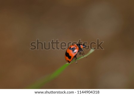 A macro picture of ladybug on the leaf