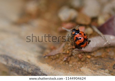 A macro picture of ladybug on the ground