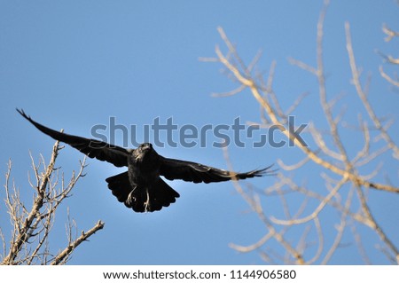 Raven enjoying its surrounding.