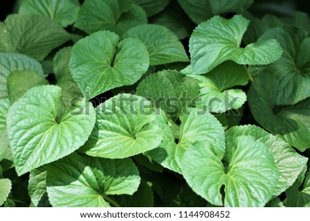Healthy green leaves pattern background texture, Summer in GA USA.