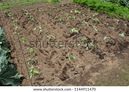 Plantation of sweet potato