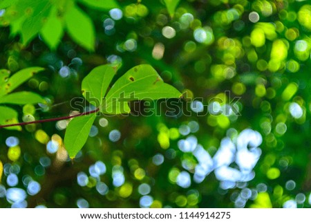 leaf spot disease symptoms on tapioca plant.