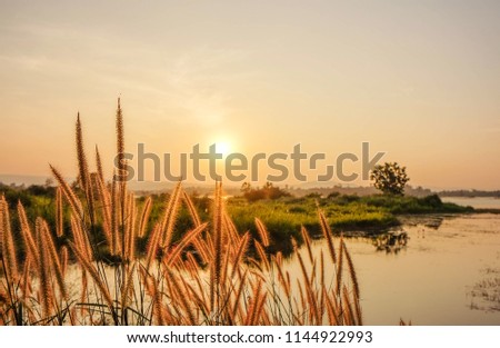 A front selective focus picture of grass flowers beside lake in the evening sunset. 