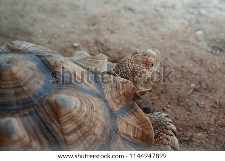 Sulcata tortoise is the Third largest tortoise species in the world. Native to the Sahara desert and savannas of Sudan. Its diet consists of many types of grasses and plants.