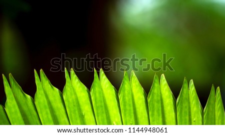Green Palm leaf texture on dark background