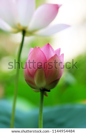 lotus flower in water Royalty-Free Stock Photo #1144954484