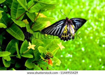 tropical black and yellow butterfly flying over green lawn by yellow flower bed