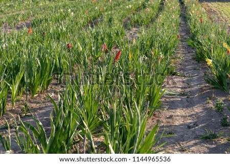 Several gladioli growing on a field 