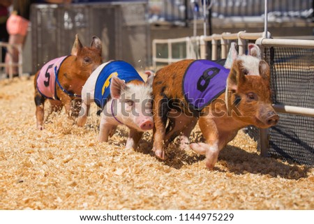 Country Fair Baby Pig Race 
