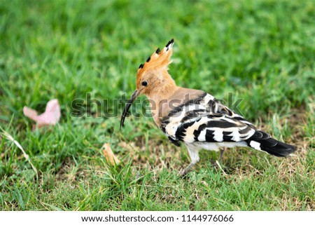 bird hoopoe in green grass