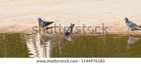 pigeons drink water