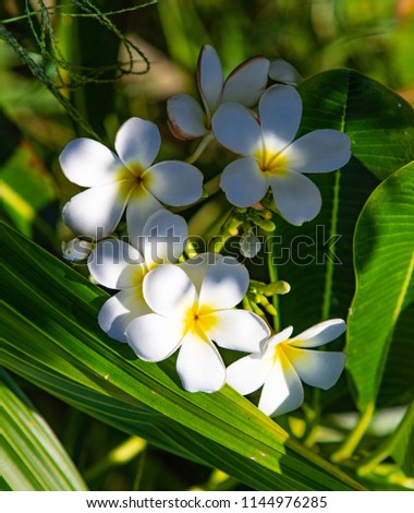 flowers plumeria white nature
