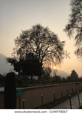 Tree and sunset sunrise Kashmir Valley 