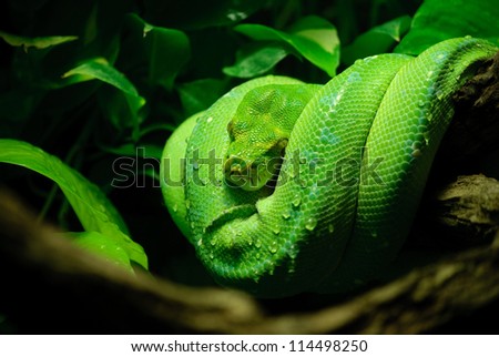 green tree python Royalty-Free Stock Photo #114498250