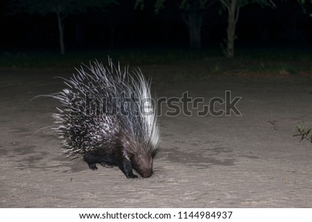 Cape porcupine or South African porcupine, (Hystrix africaeaustralis). Kalahari. Botswana