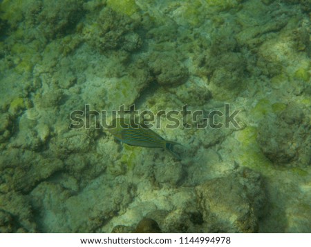 View of the underwater sea life in The Maldives while snorkeling