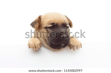 cute small dog or puppy holding empty white banner with space for text