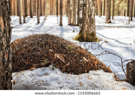 Ant hill in a pine forest in a day of early spring