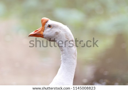 White Domestic Geese On A Poultry Farm. (Head Focus)