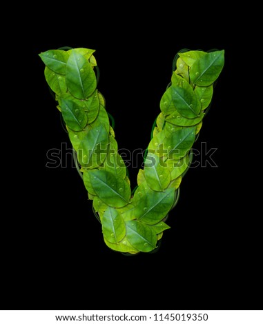Alphabet letters from leaves “V” isolate on black background with clipping path