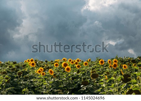 Amazing sunflower fields with rainy clouds.