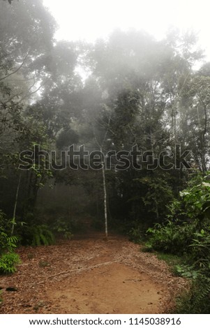 A picture of  mysterious fog covering the Tropical Rainforest of Malaysia before rain. It indicate that the land is at higher level and the cloud is at its lower level.