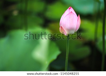 lotus flower in summer Royalty-Free Stock Photo #1145048255