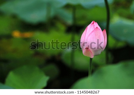 lotus flower in summer Royalty-Free Stock Photo #1145048267