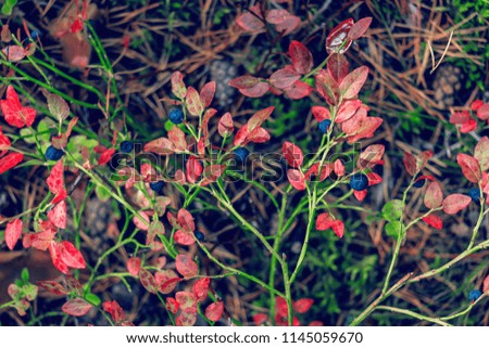 Bright autumnal background with dark blueberries, and red and green blueberry leaves. Bushes with blue ripe blueberries in autumn. Beautiful bilberry twigs background. Filled full frame picture. 