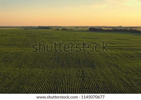 Aerial view over rows of plants at the agricultural fields during sunset on a sunny summer day. Kyiv region, Ukraine.