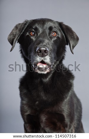 Black mixed breed dog. Mix of flatcoated and labrador retriever. Studio shot. Isolated on grey background.