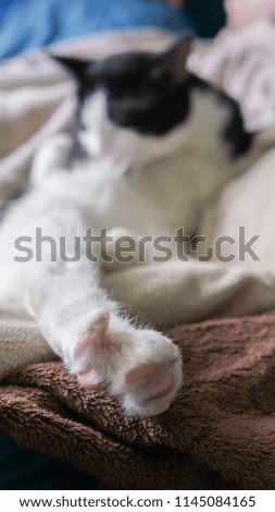 Black and white cat is sitting, sleeping, macro photography. 