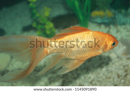 Gold Fish On Water Background