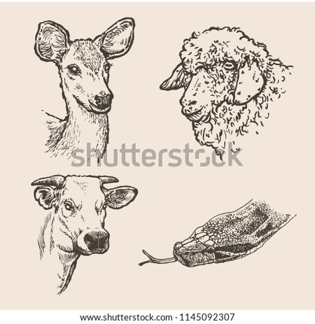 Hand drawn sketch of animals in set. Vector illustration
