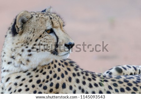 Cheetah (Acinonyx jubatus). KwaZulu Natal. South Africa