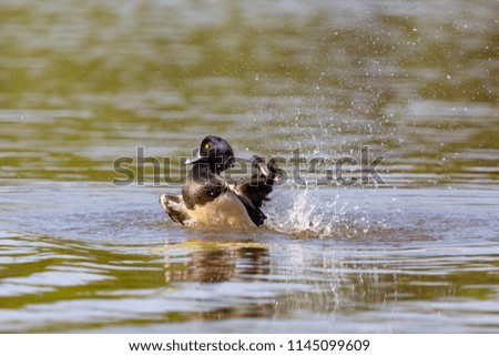 Colour photograph of Tufted duck cleaning and splashing in a large lake using fast shutter speed to freeze action