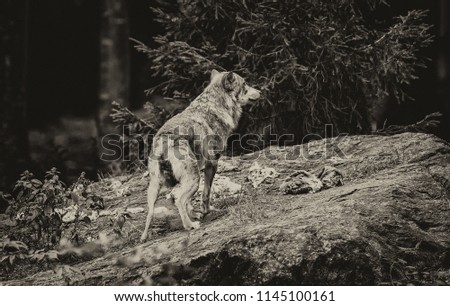 Wolves in the Bavarian Forest National Park, Bavaria, Germany