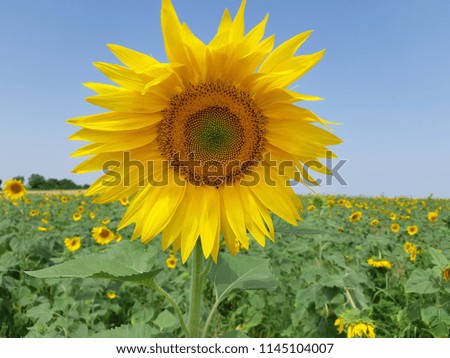 Georgian Sunflowers in Vashlovani