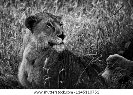 Lioness in the Serengeti National Park, Tanzania
