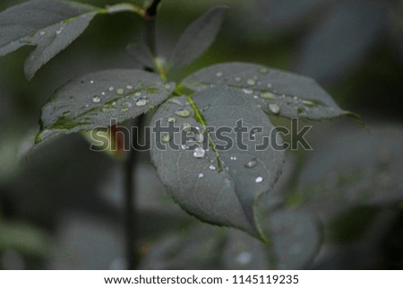 Water drops on rose leaf