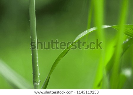 water drops on Green grass