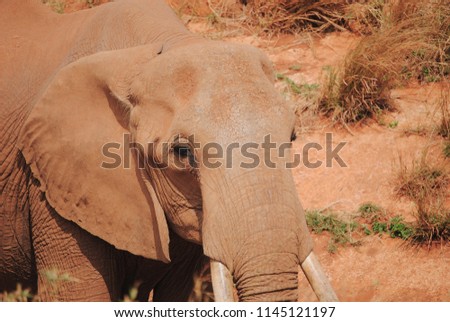 Close up of the head of an elaphant in kenya savanna desert.