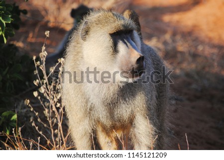 Close up of a nice monkey in kenya. 