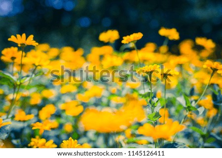 Beautiful abstract nature, bright flowers under sunlight and blurred bokeh background forming natural pattern of nature. Abstract nature design and ecology environment