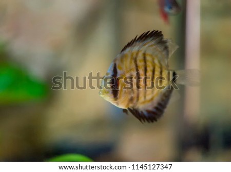 Discus fish with aquarium background. Shallow dof. Symphysodon, colloquially known as discus, is a genus of cichlids native to the Amazon river basin in South America.