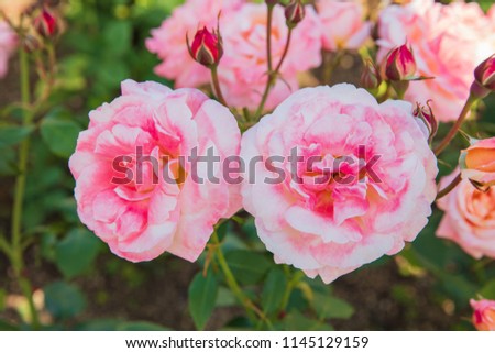 Flowering roses Queen of Sweden