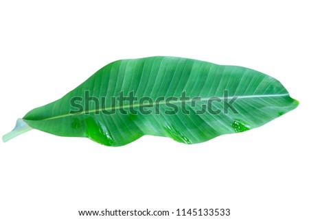 
green banana leaf , green tropical foliage texture isolated on white background of file with Clipping Path .