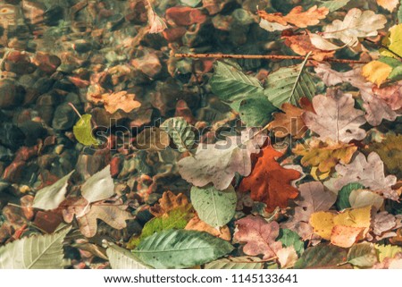 Carpet of bright leaves on water surface. Colorful background of fallen autumn leaves perfect for seasonal use. Abstract Texture of many Fallen red, yellow, green Leaves. Filled full frame picture.