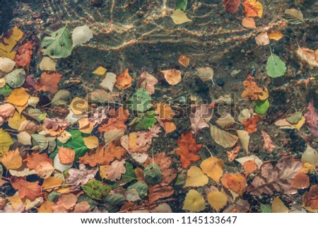 Carpet of bright leaves on water surface. Colorful background of fallen autumn leaves perfect for seasonal use. Abstract Texture of many Fallen red, yellow, green Leaves. Filled full frame picture.